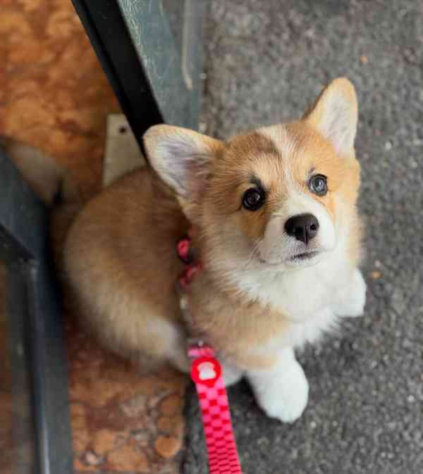 Velšský corgi  - foto 2