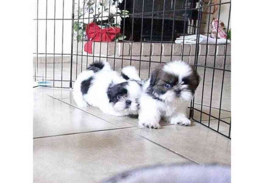 štěňátka shih tzu k adopci zdarma