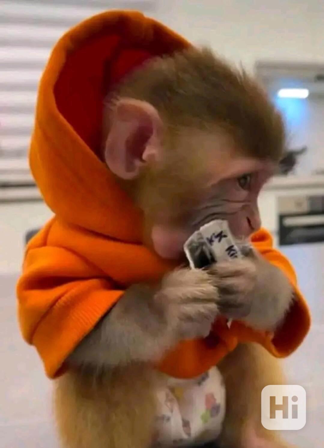  Registrovaní kapucíni s kontrolovaným zdravím   - foto 1