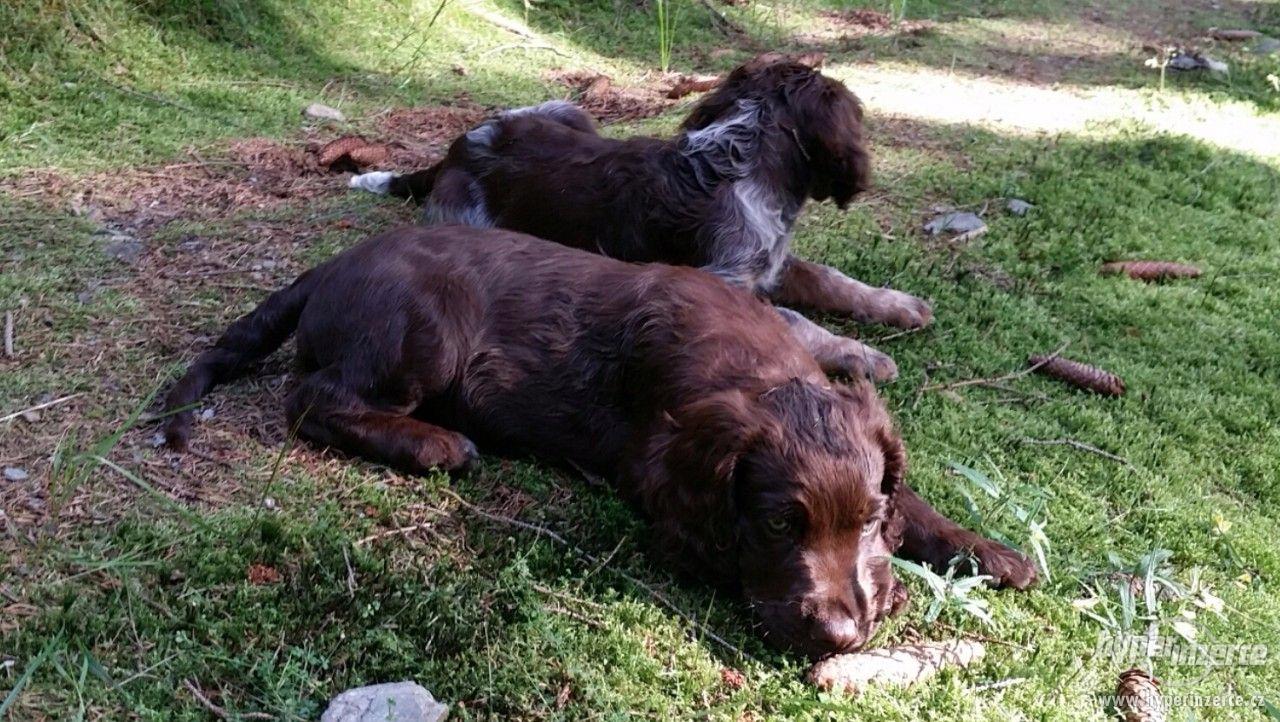 Německý křepelák - foto 1