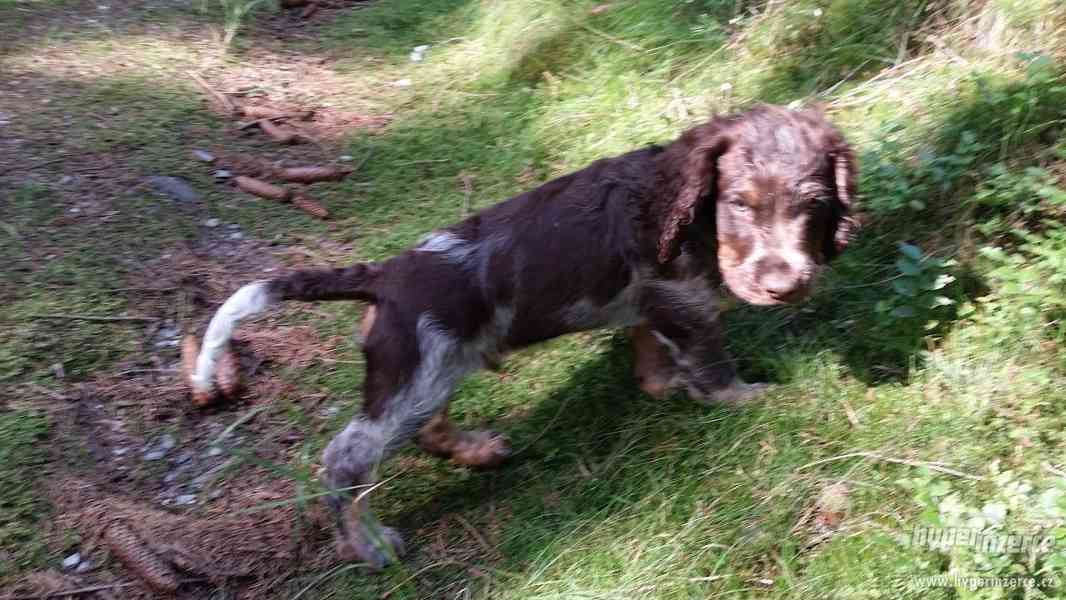 Německý křepelák - foto 3