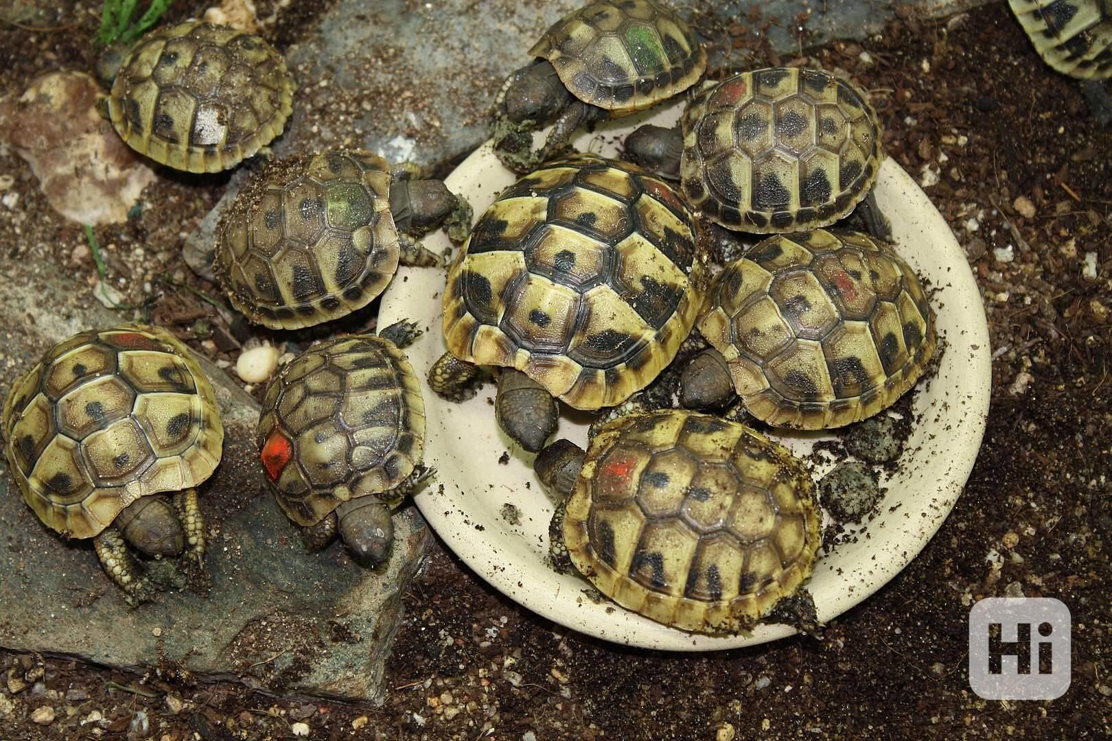 suchozemská Želva zelenavá (Testudo hermanni) - mláďata - foto 1