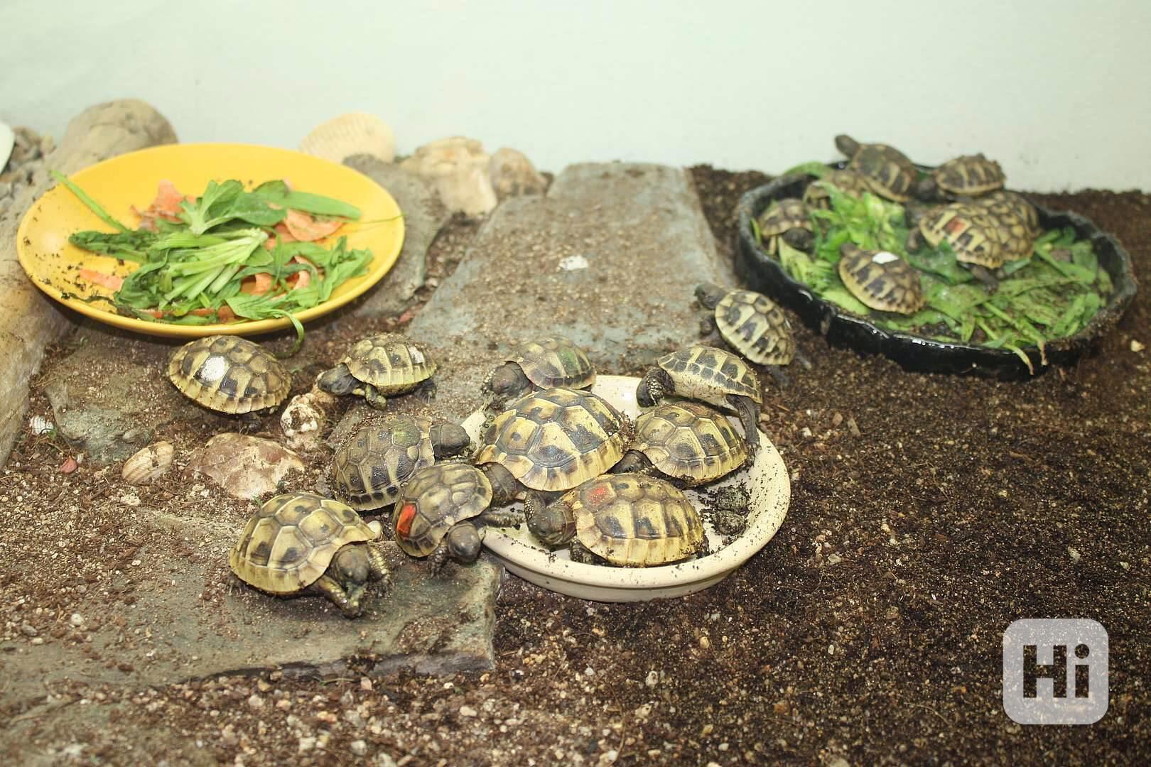 suchozemská Želva zelenavá (Testudo hermanni) - mláďata - foto 1