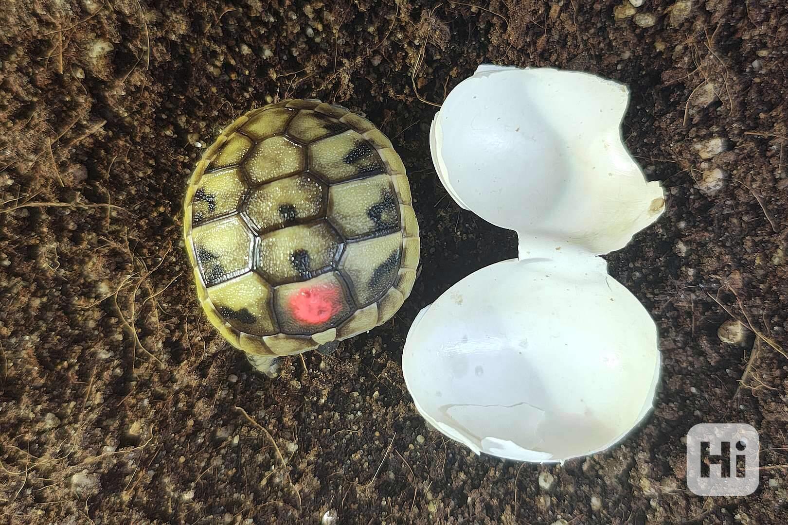 suchozemská Želva zelenavá (Testudo hermanni) - mláďata - foto 1