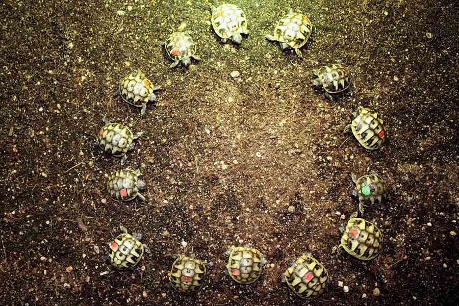 suchozemská Želva zelenavá (Testudo hermanni) - mláďata - foto 3