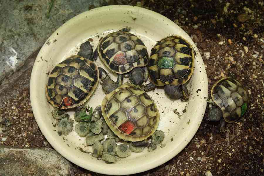 suchozemská Želva zelenavá (Testudo hermanni) - mláďata - foto 6