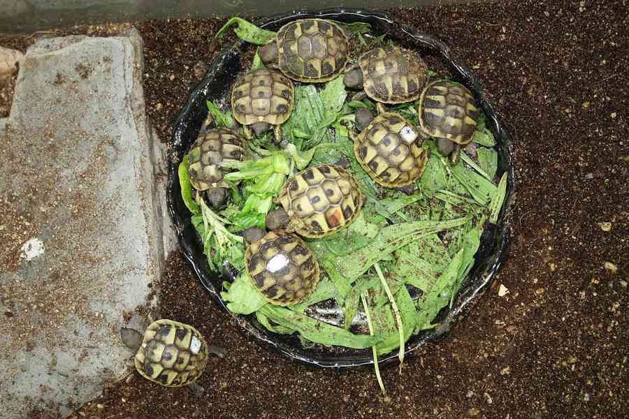 suchozemská Želva zelenavá (Testudo hermanni) - mláďata - foto 8