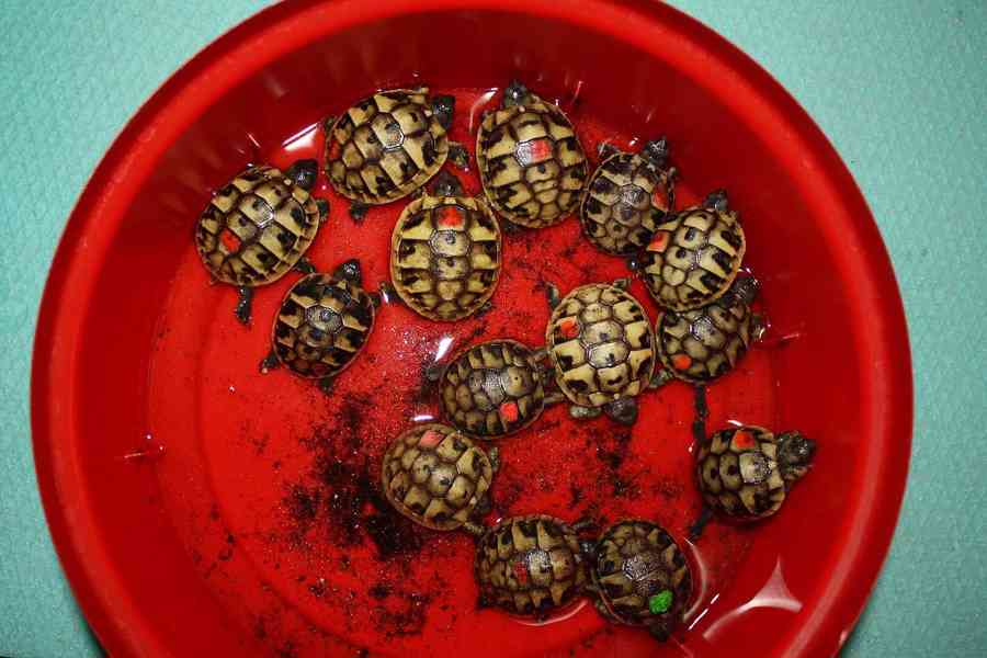 suchozemská Želva zelenavá (Testudo hermanni) - mláďata - foto 2