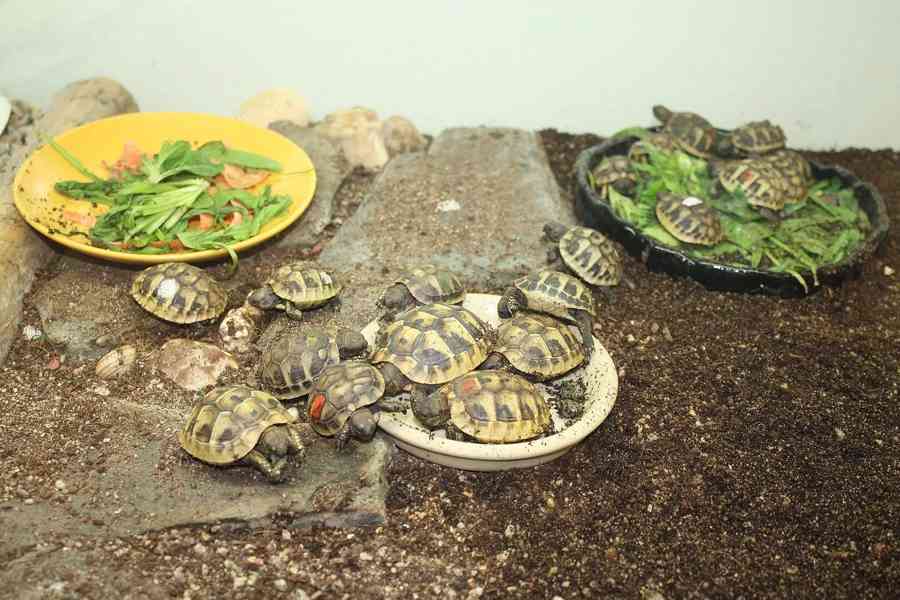 suchozemská Želva zelenavá (Testudo hermanni) - mláďata - foto 7