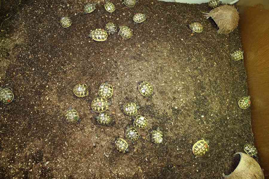 suchozemská Želva zelenavá (Testudo hermanni) - mláďata - foto 4
