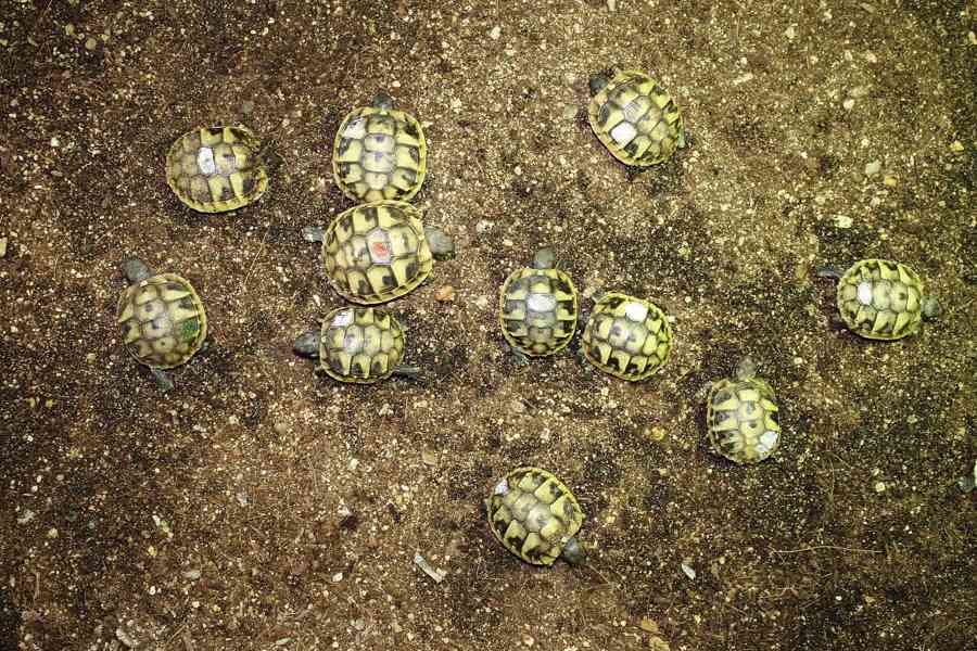 suchozemská Želva zelenavá (Testudo hermanni) - mláďata - foto 5