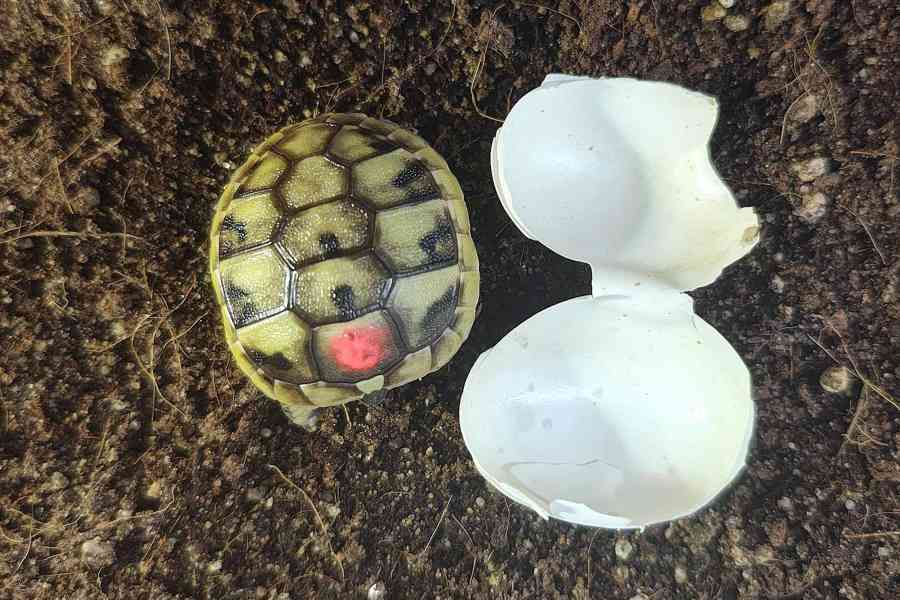 suchozemská Želva zelenavá (Testudo hermanni) - mláďata - foto 9