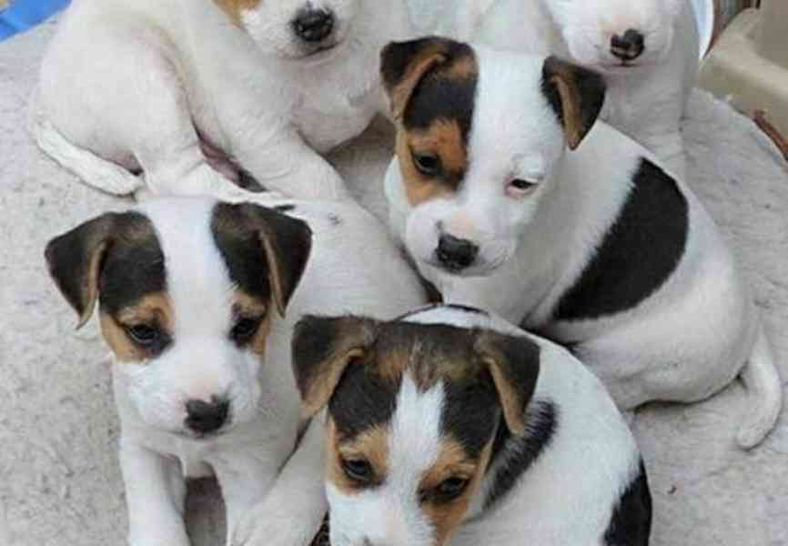 štěňátka Jack Russel teriér Hledáme domov pro naší 7 měsíční