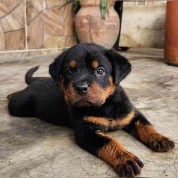 Štěňata rotvajlera - foto 1