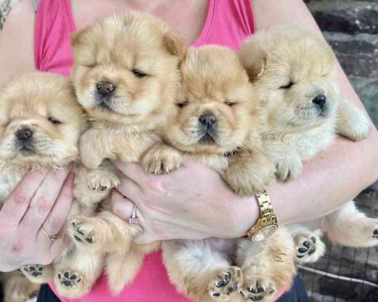 Štěňata chow chow s registrací RKC