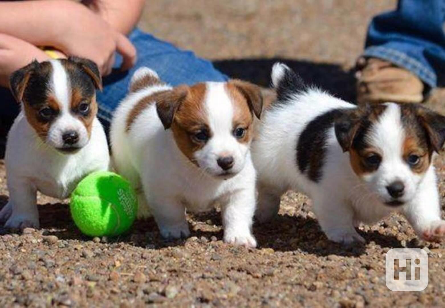 12 týdenní štěně jack russella k adopci  - foto 1