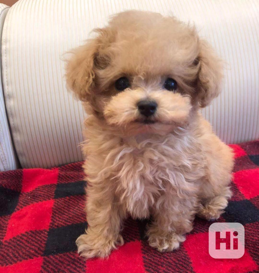 Toy červený pudl - foto 1