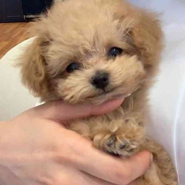 Toy červený pudl - foto 2