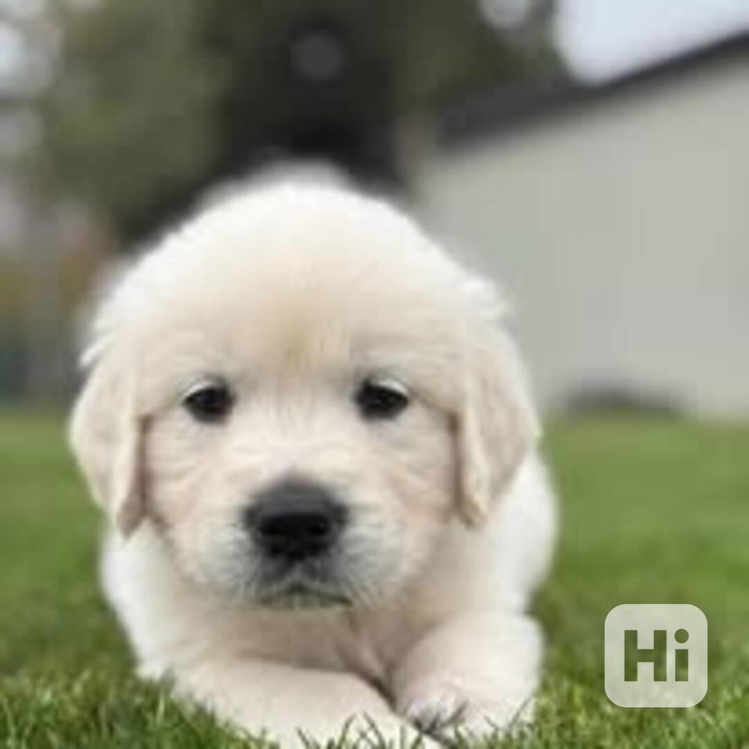 Zlatý retriever šteniatka s PP - foto 1