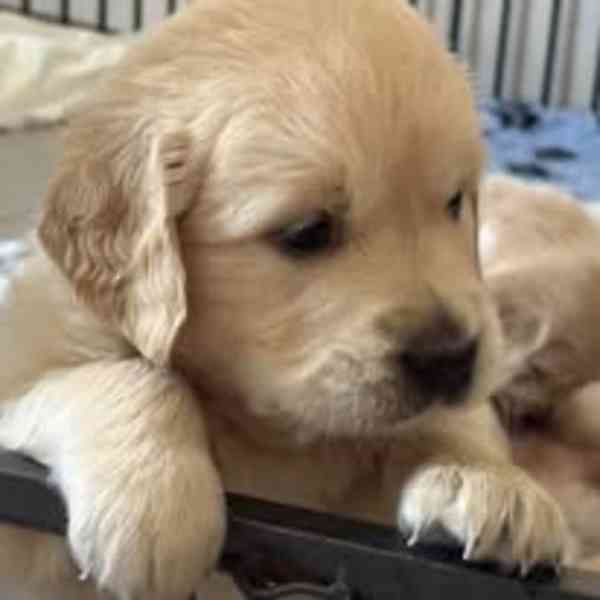 Zlatý retriever šteniatka s PP - foto 4