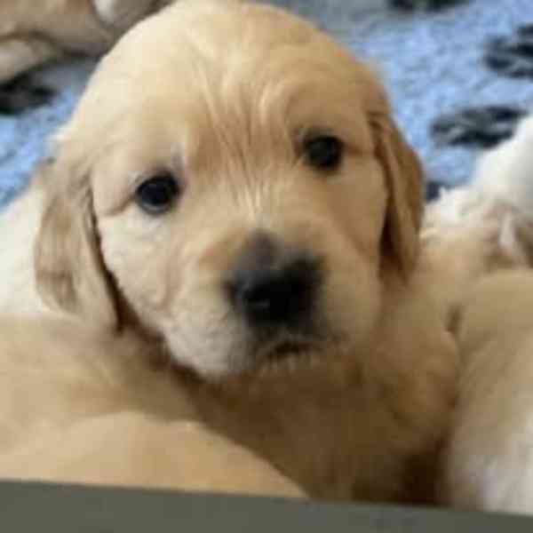 Zlatý retriever šteniatka s PP - foto 3