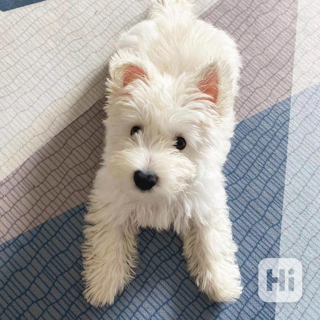westie - foto 1