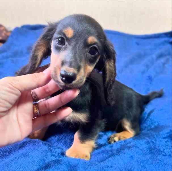 *K dispozici vynikající štěňata jezevčíka* - foto 2