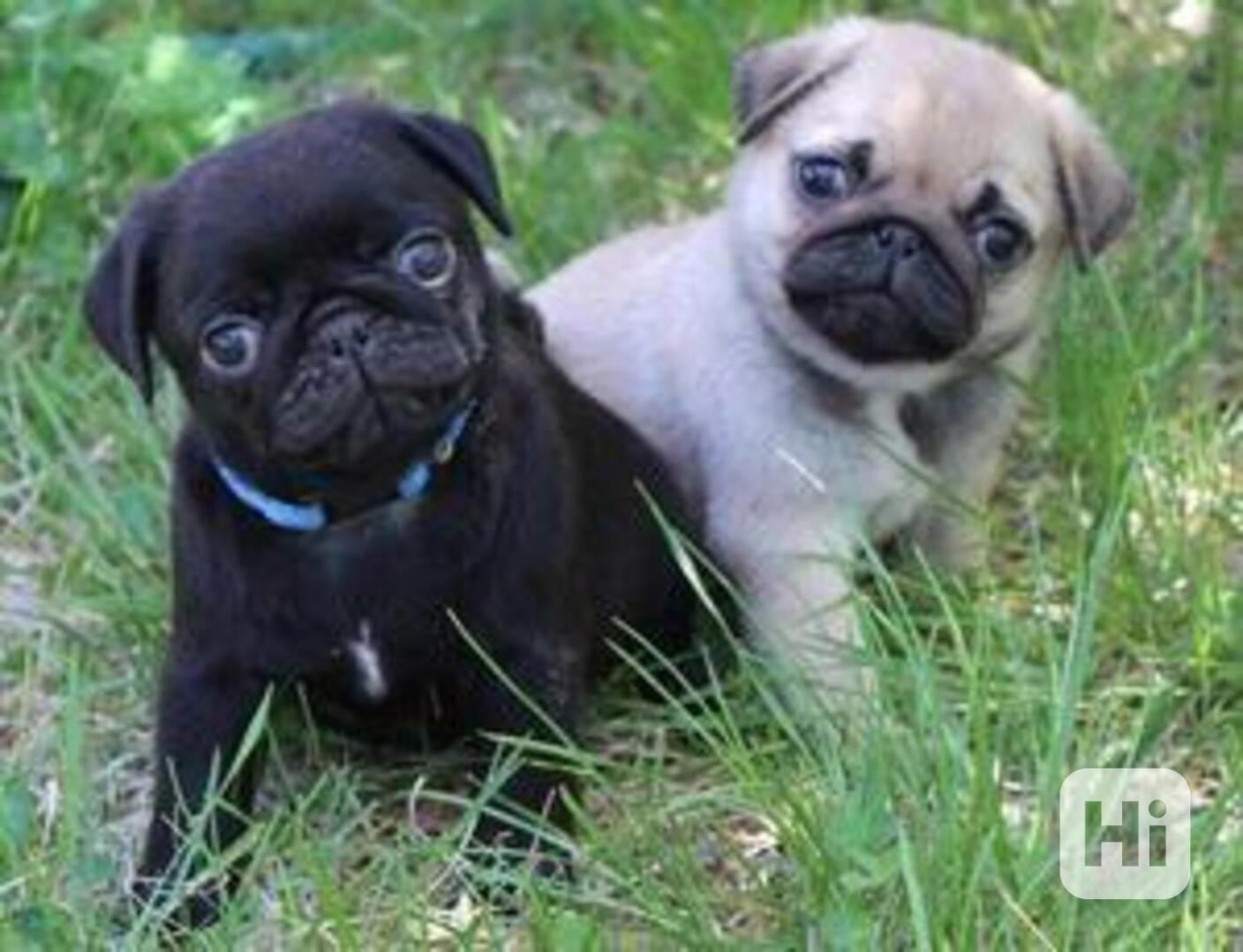 Roztomilá štěňata mopse k dispozici - foto 1