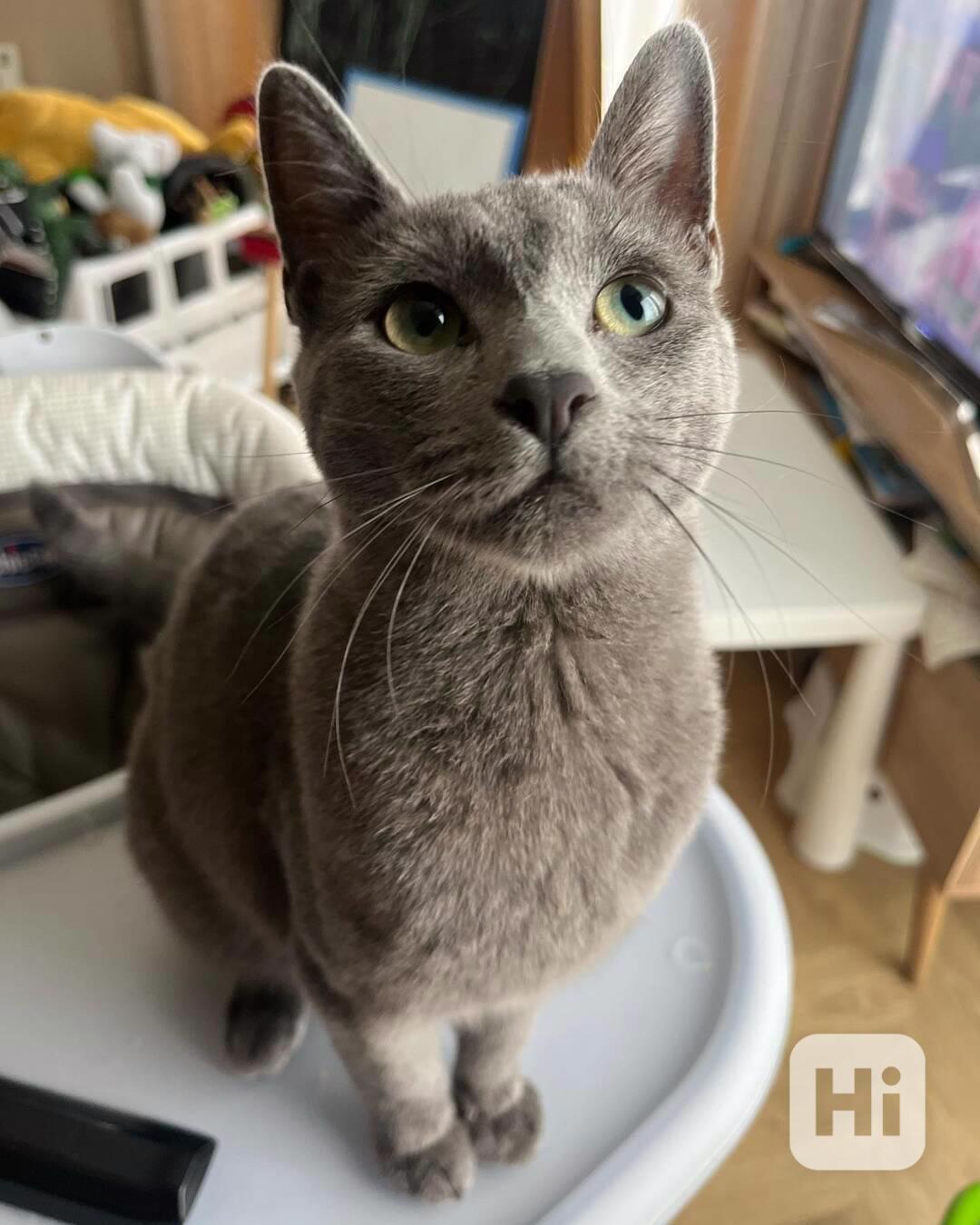 Tato roztomilá koťátka plemene Cornish Rex – kluci i holčičk - foto 1