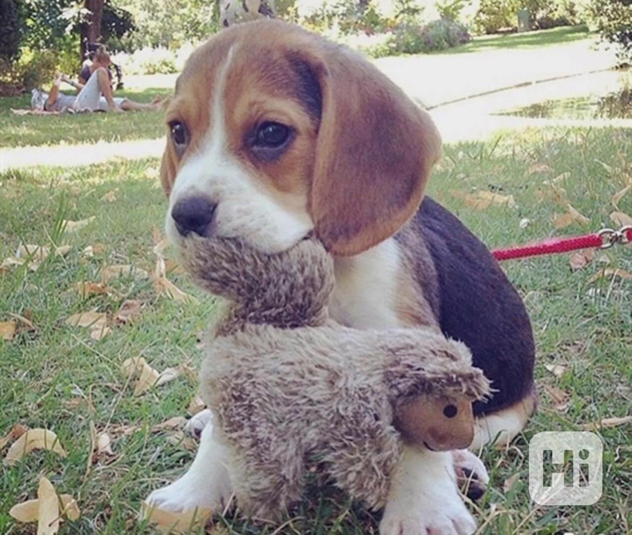 Krásná štěňata bígla k dispozici - foto 1