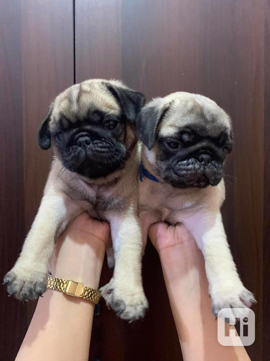 Mopsí štěňata jsou k dispozici k adopci, - foto 1
