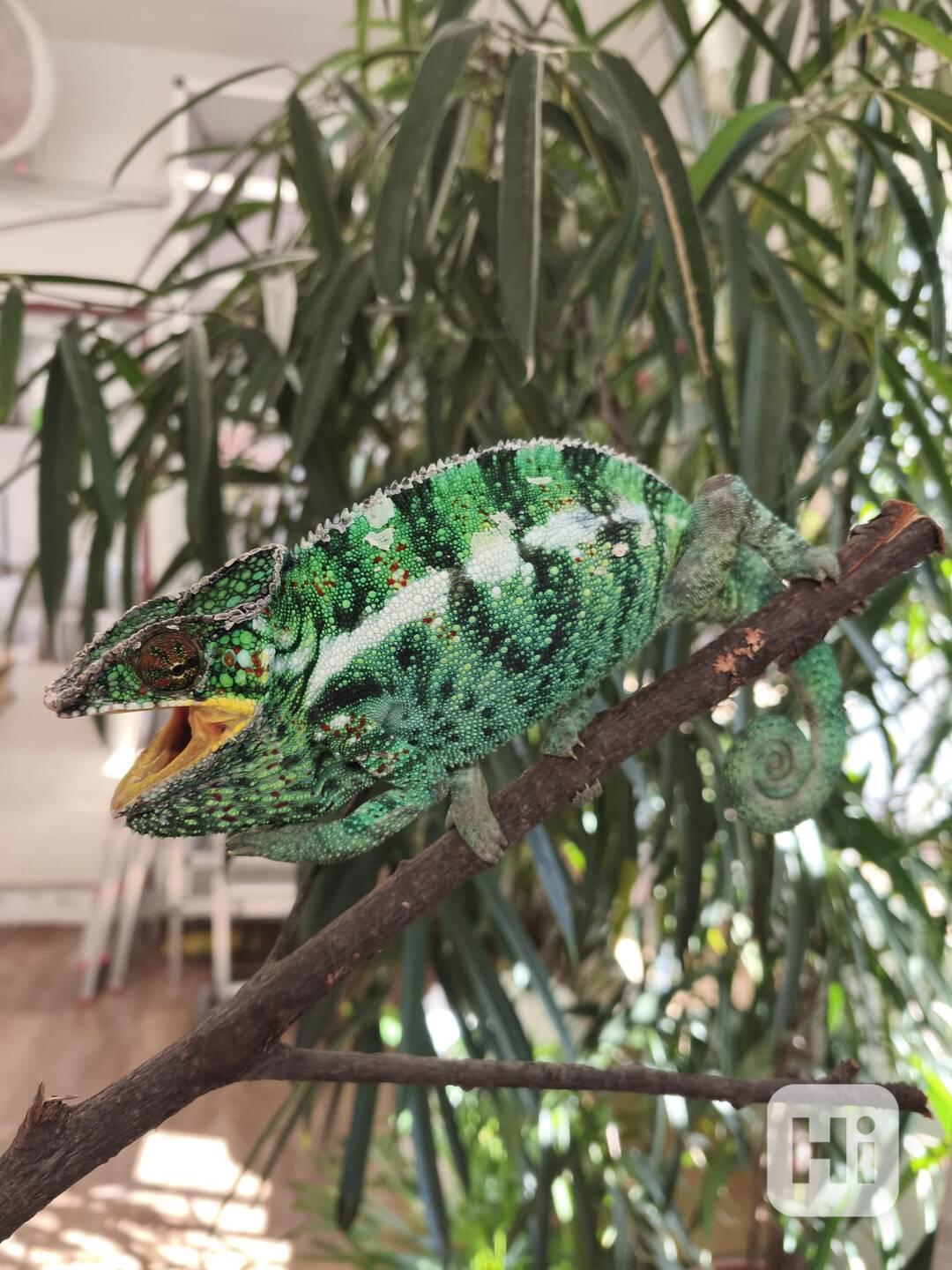 Furcifer pardalis Nosy be - foto 1