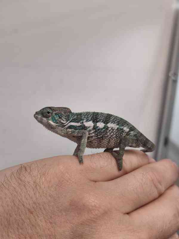 Furcifer pardalis Nosy be - foto 2