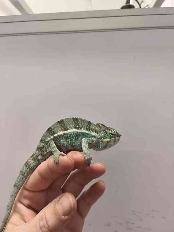 Furcifer pardalis Nosy be - foto 5