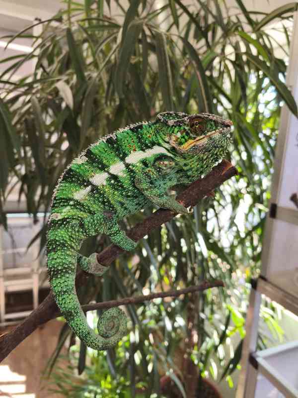 Furcifer pardalis Nosy be - foto 3