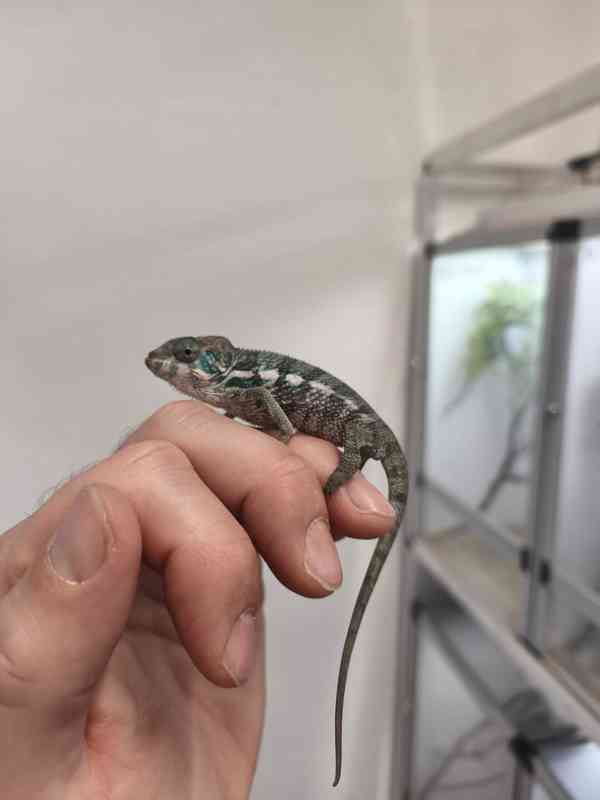 Furcifer pardalis Nosy be - foto 4