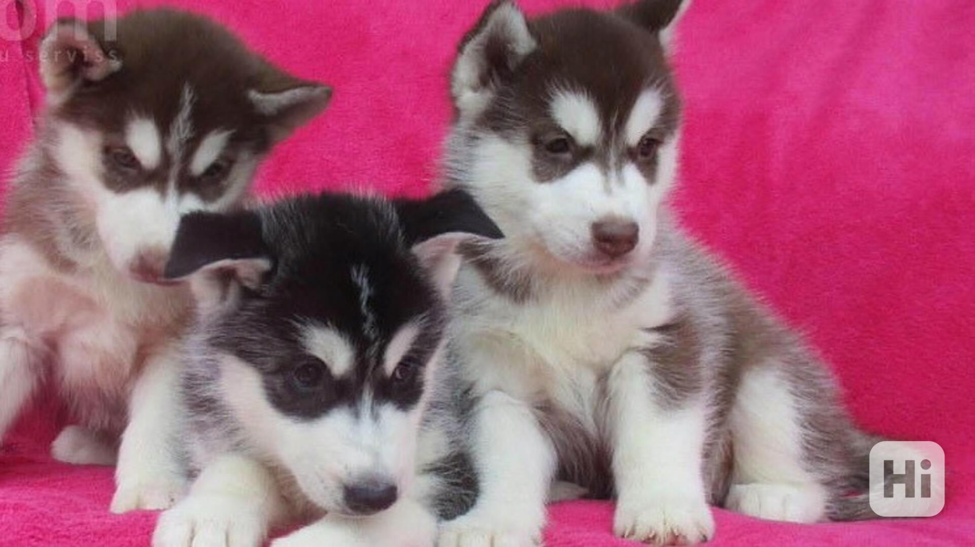 Krásná štěňata sibiřského huskyho. - foto 1
