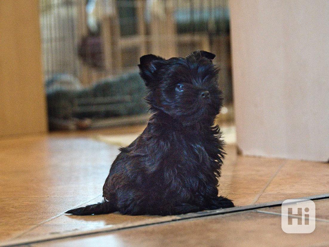 Štěně YT - black  s pp - foto 1