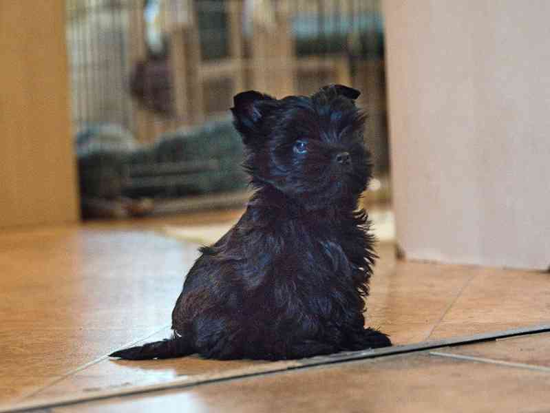 Štěně YT - black  s pp - foto 1