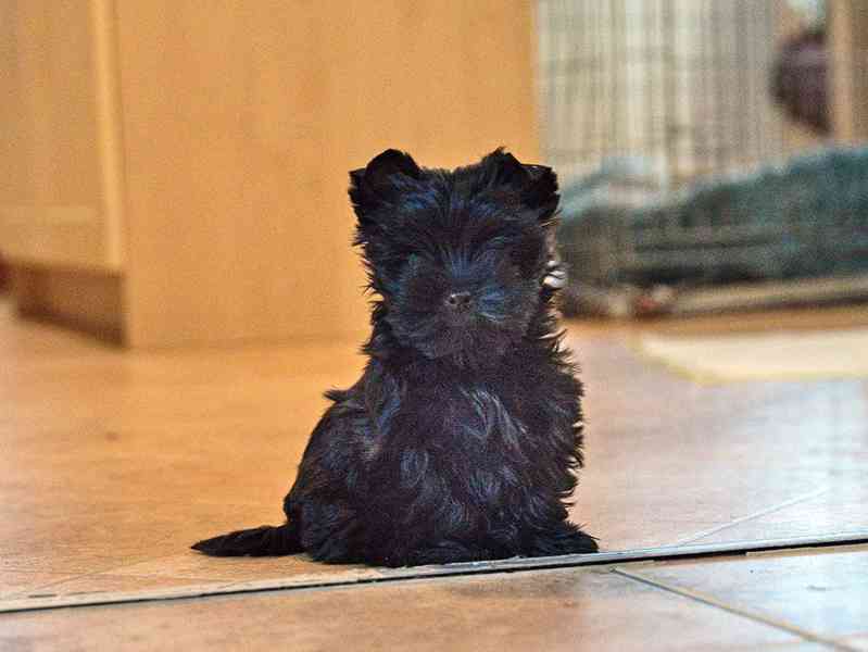 Štěně YT - black  s pp - foto 2