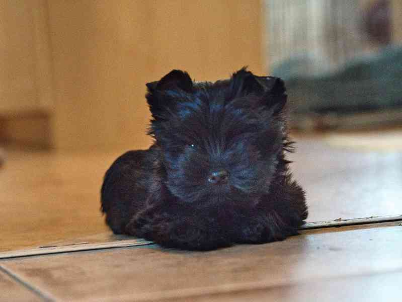 Štěně YT - black  s pp - foto 3