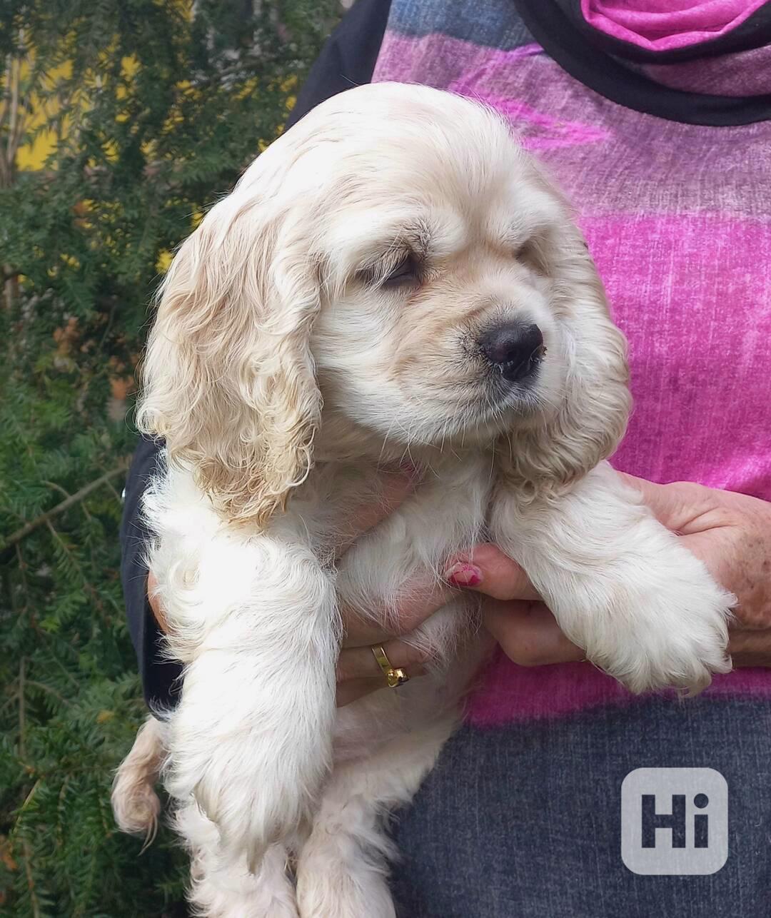 Americký kokršpaněl- štěňata/american cocker spaniel - foto 1