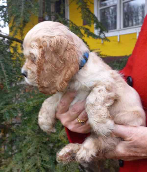 Americký kokršpaněl- štěňata/american cocker spaniel - foto 4