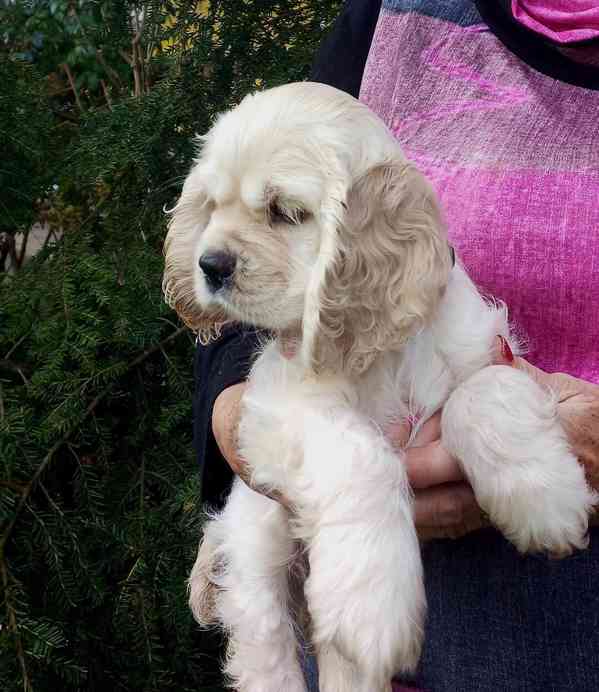 Americký kokršpaněl- štěňata/american cocker spaniel - foto 3