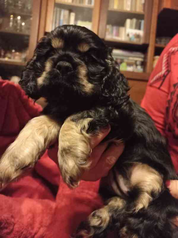 Americký kokršpaněl- štěňata/american cocker spaniel - foto 10