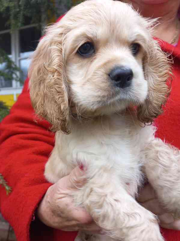 Americký kokršpaněl- štěňata/american cocker spaniel - foto 7