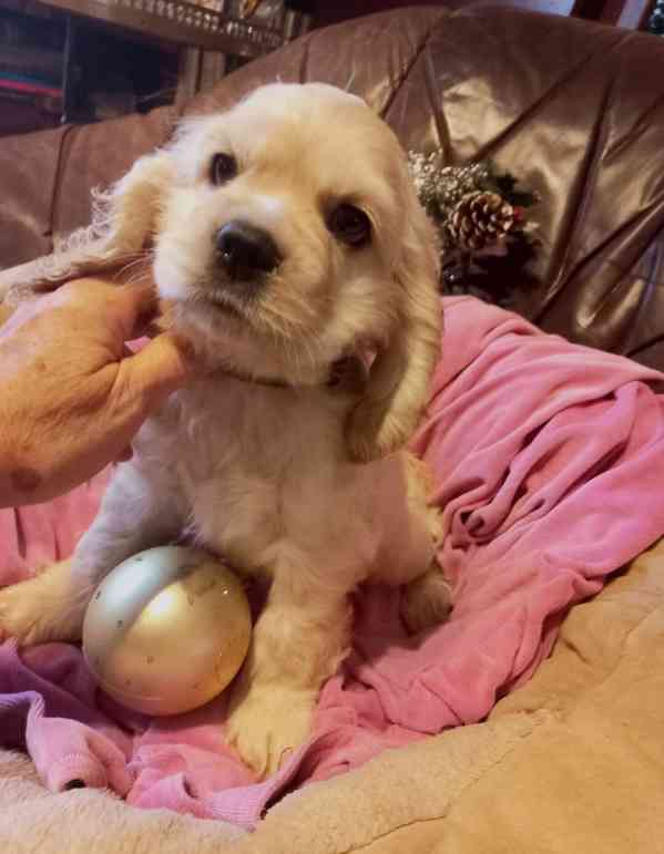 Americký kokršpaněl- štěňata/american cocker spaniel - foto 6