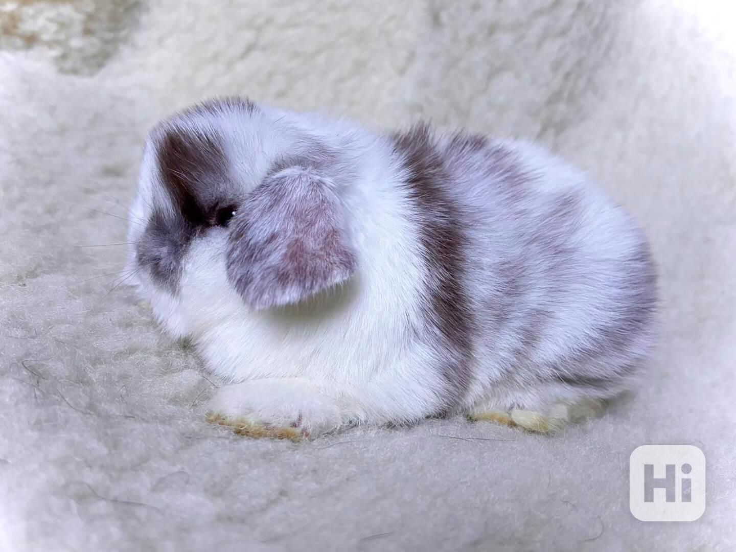 Luxusní králíčci minilop na prodej  - foto 1
