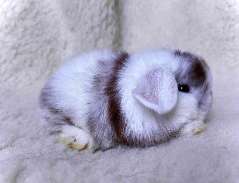 Luxusní králíčci minilop na prodej  - foto 2