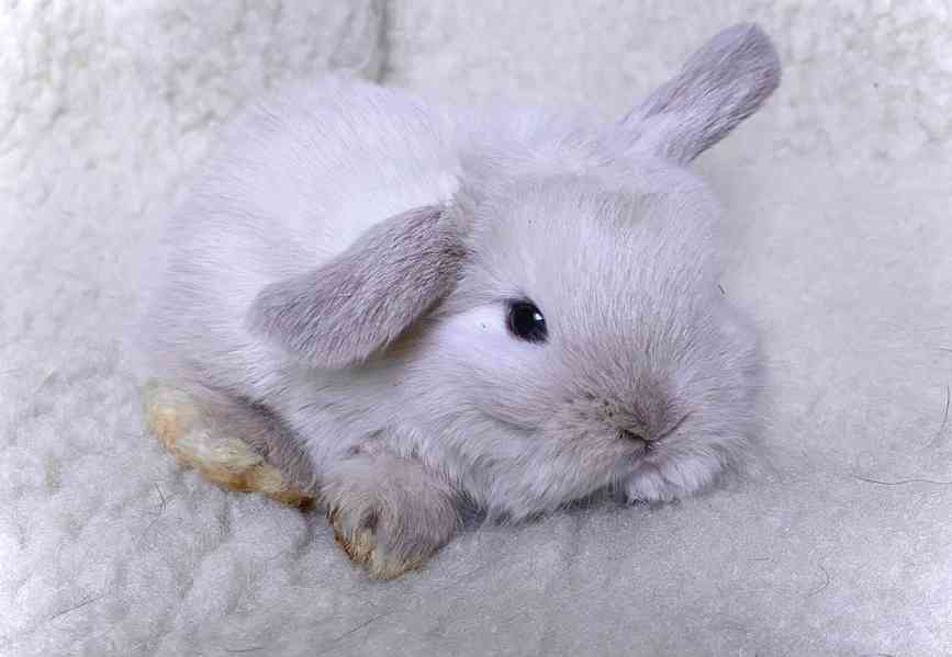 Luxusní králíčci minilop na prodej  - foto 11